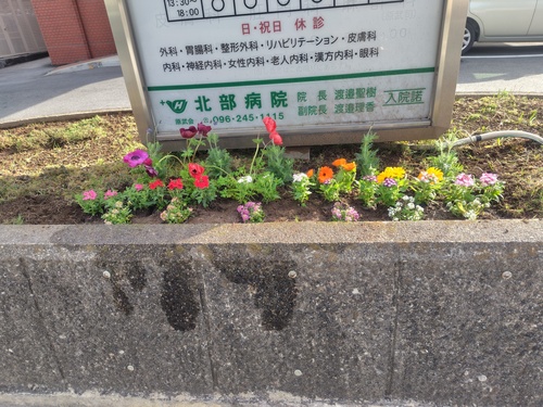 花壇にお花を植えました