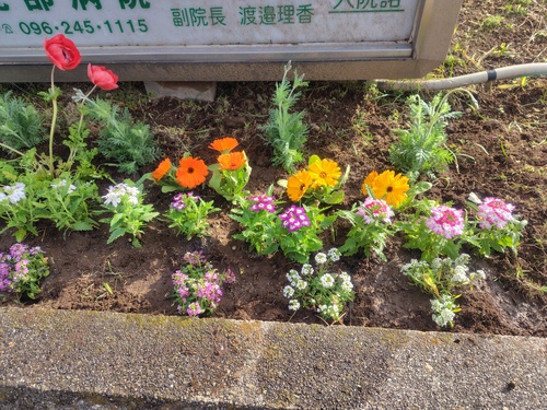 花壇にお花を植えました