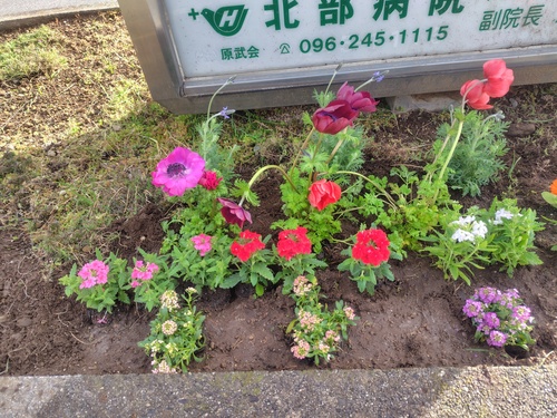 花壇にお花を植えました