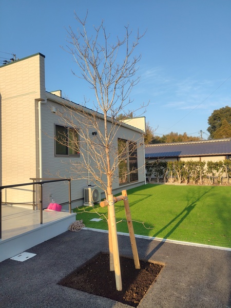 在宅支援センターほくぶの玄関横に記念樹