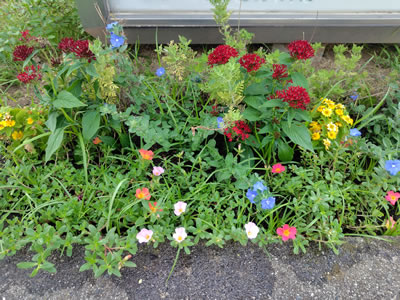 夏のお花を植えました