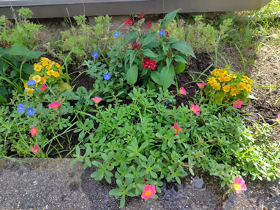 夏のお花を植えました
