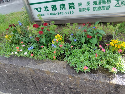 夏のお花を植えました