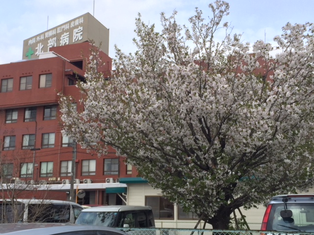 大島桜