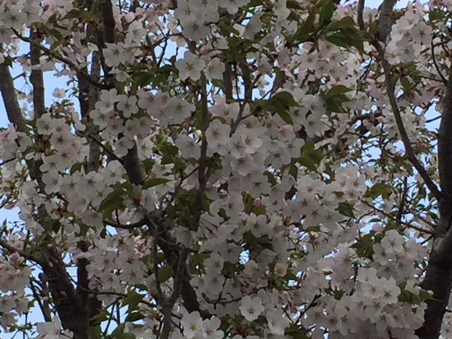 大島桜