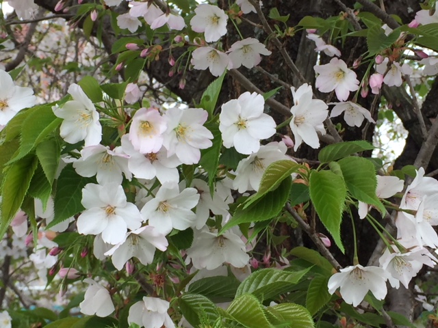 大島桜