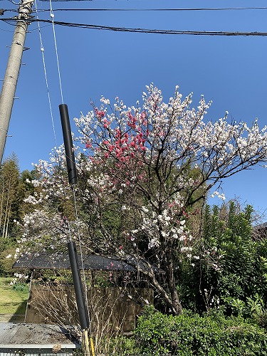 桜